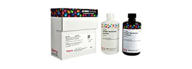 Invitrogen™ iWestern workflow Invitrogen™ iWestern workflow